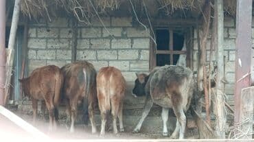 yeher satisi: Satılır: dana qrupu - Növ: yerli cins dana (ətlik istiqamət) - Say: 4 — 5