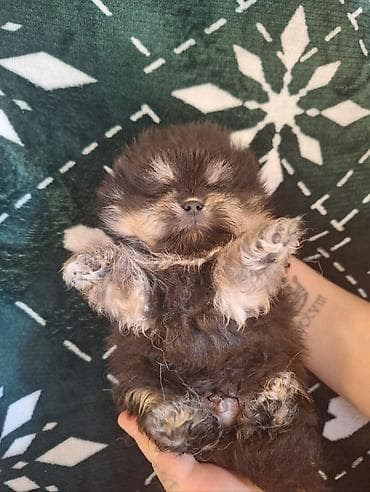 arpa bugda satisi: Şpitz, 1 ay, Erkek — 9