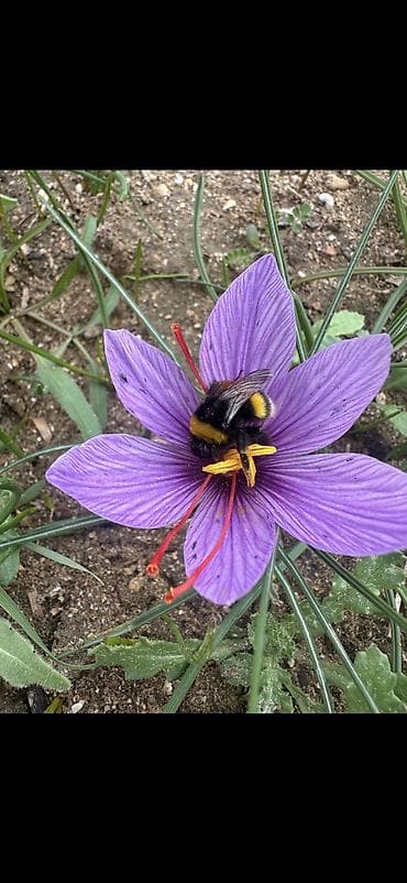 Safran – bütöv tellər, şüşə qabda - Məhsul: Safran (Crocus sativus) – — 4