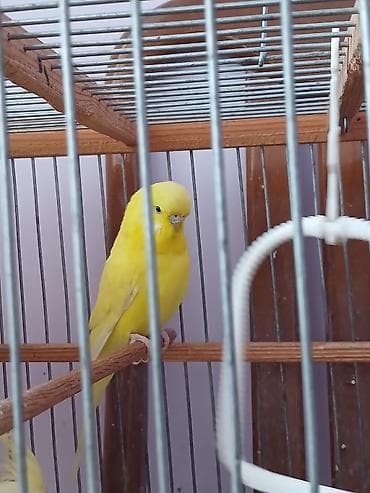 Tek erkey cex satlır