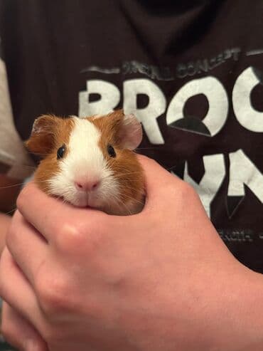 cuce qefes: Şirin ev heyvanı – Gvineya donuzu (qızılı-ağ rəng) - Növ: Qısa tüklü — 1