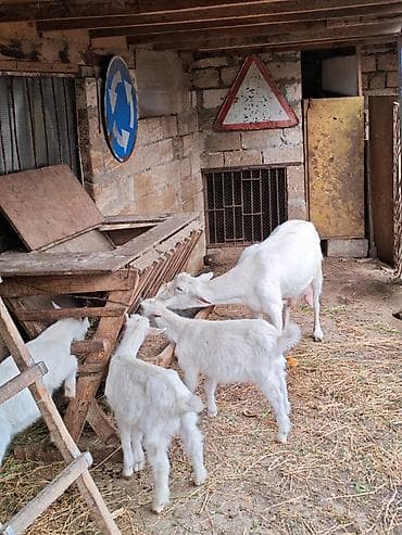 qala cinsi qoyun satilir: Ağ rəngli keçilər – Rus kecisi 4 litr süd 3 aylıq balalar 3 yaşdı ana — 4