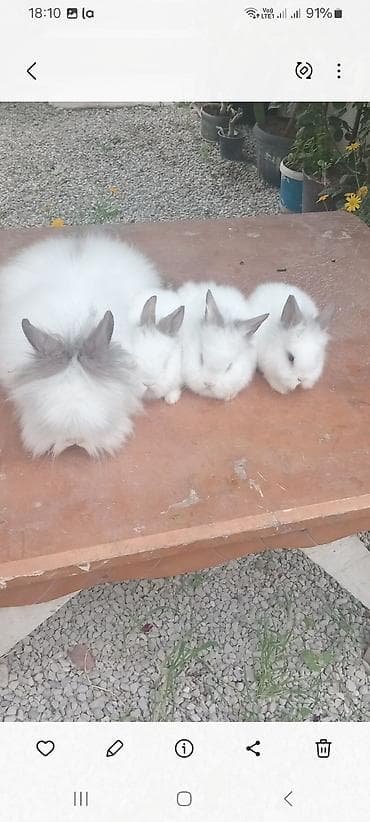 Гуси: Angora tipli dekorativ dovşan balaları
satılır. 10. m — 5