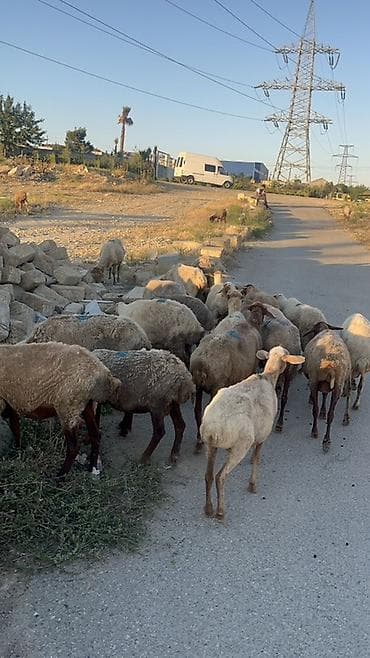 heyvan yemi: Dişi, il: 1, Damazlıq — 9