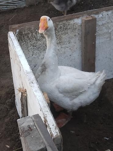 Ağ rəngli qaz bir erkeydi boyuk qazdi xalmaqornan qarisiqdi qizmis