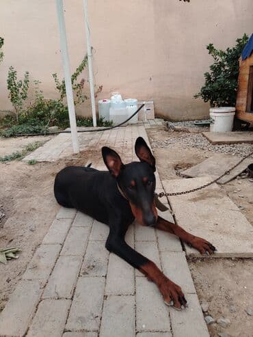 шпиц цена в баку: Доберман, 1 год, Самец, С прививками, Самовывоз — 5
