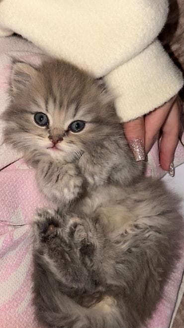 bengal pişiyi: Şotland, Erkək, Dişi, Yaxşı əllərə, Ünvandan götürmə, Pulsuz çatdırılma, Ödənişli çatdırılma — 6