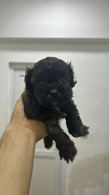 ilan dermani: Malta bolonka, 2 ay, Dişi, Peyvəndli, Pulsuz çatdırılma — 3