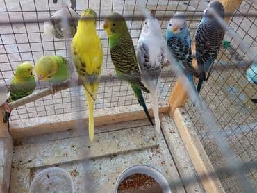 сколько стоят щенки: Tek 15 azn Cut 30 azn Ele orgedilmish 20 azn Qiymetde endirim olmur ! — 2