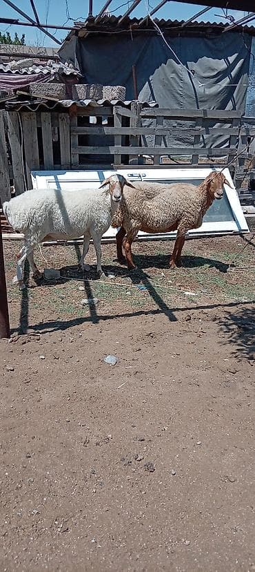 Козы, козлята: Məhsul: kök qoyunlar (2 baş) Təsvir: - Şəkildə iki baş qoyun görünür — 2