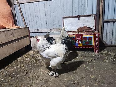 Heyvanlar: Xoruz, Brama, il: 1, Ünvandan götürmə — 4