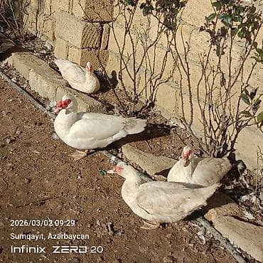 lal ordək balası: Qiymət fərqlidir bunu — 3