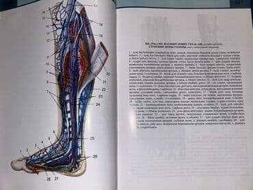 atlas koynekler: Məhsul: “İnsan Anatomiyası Atlası” – 3-cü nəşr - Müəlliflər: V.B — 10