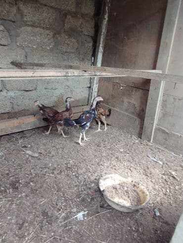 cucələrin satışı: Toyuq cücələri, Damazlıq — 1