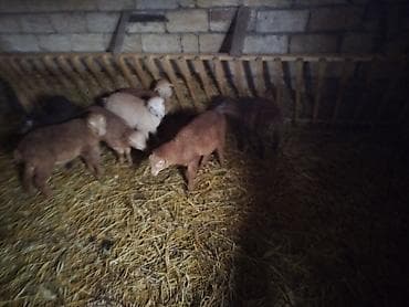 Yemlər: Qoyun quzuları – yerli ətlik istiqamət - Şəkillərdə müxtəlif rəngli — 3