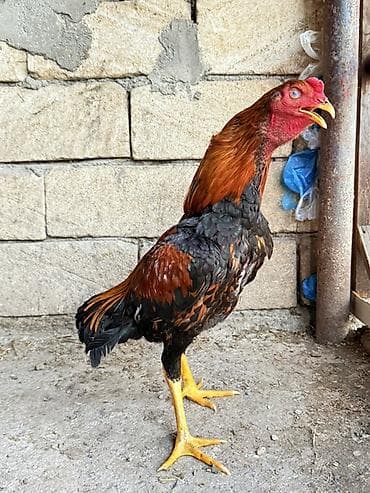 kend cuceleri: Cins: Uzunboyun döyüş tipli xoruz (yerli seleksiya) Rəng: Qırmızı-qara — 4