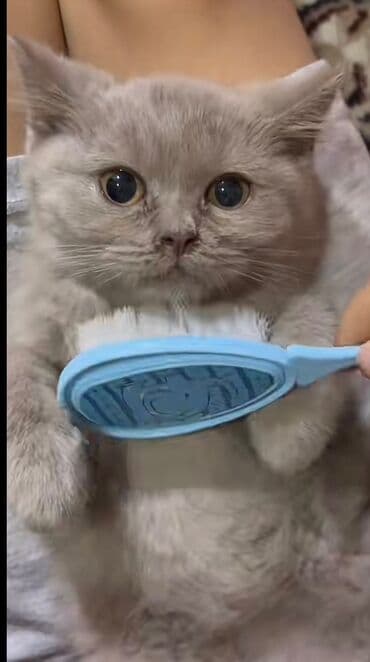 şotlant pişiyi: Шотландская, Самец — 1