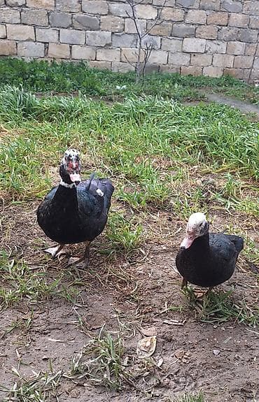 coban it adlari: 5- 6 aylıq Lal ördekler .bir fere bir xoruz çütü 65 manat — 3