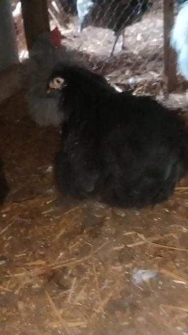 mal bazari 2020: 1 ədəd karlix koxin fərəsi satılır təmiz Türkiyədən gəlmədi — 3