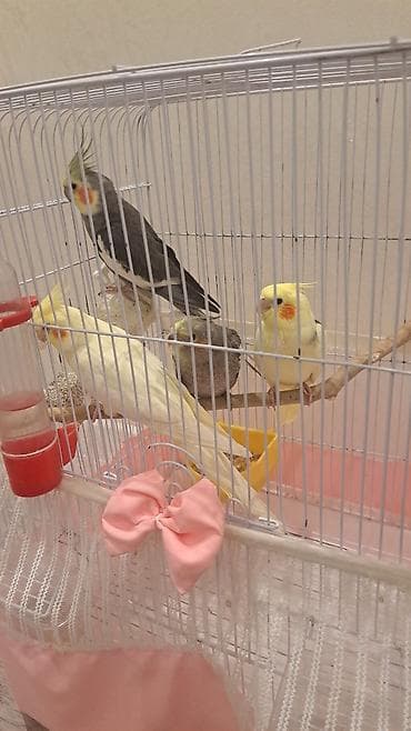 haski satilir: Yumurta satilir 2si qalib disi qus teze balalayib deye altina — 2