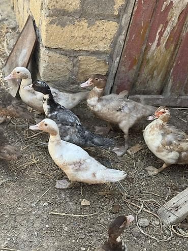 pekin ordekleri: Lavanda Lal ördəyləri, 2aylıq Balalardır. Tam Sağlam ördəylərdir — 3