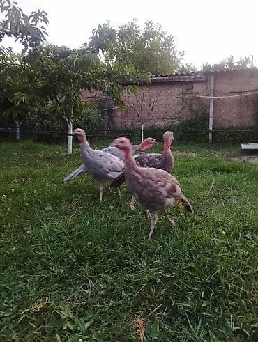 tap.az heyvanlar itler: Üç ayliqdilar iki cüt bir cüt kül bir cüt qırmızı qiymeti cütü 100 azn — 3