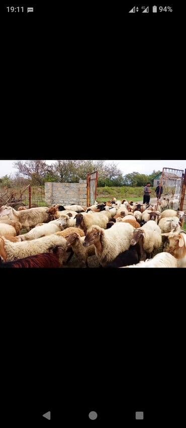 ag dovsan: Damazlıq qoyun sürüsü - İri və orta həcmli qarışıq cinslər: ağ — 4