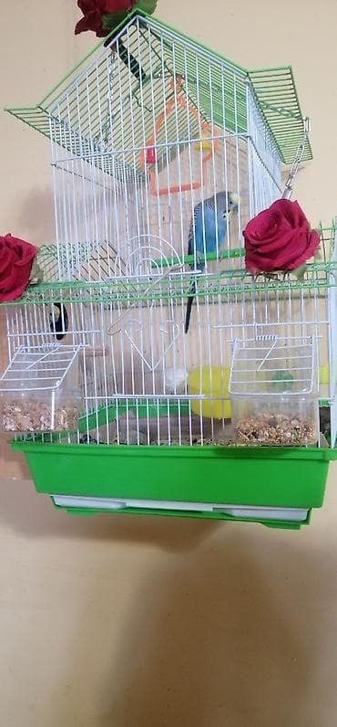 korella tutuqusu haqqında: Bir cüt quş və 4 balası . balalar 3 həftəlik quşlardı. saglamlamdılar — 1