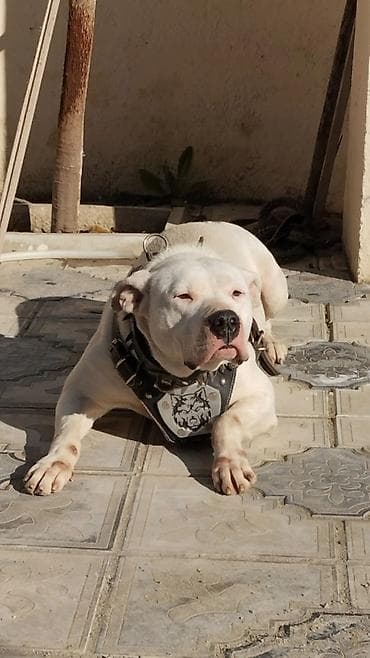 avcarka balasi satisi: Pitbul, 1 ay, Ödənişli çatdırılma — 8
