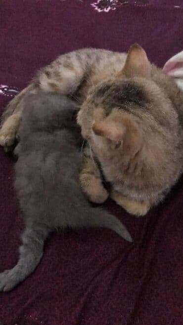 şotlan pişik: Şotland yastı qulaq, Erkək, Dişi, Yaxşı əllərə, Ünvandan götürmə, Pulsuz çatdırılma, Ödənişli çatdırılma — 160