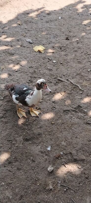 HƏR Növ lal ördək sortu satılır. Lal ördək yaxşı çəkili olur. 35