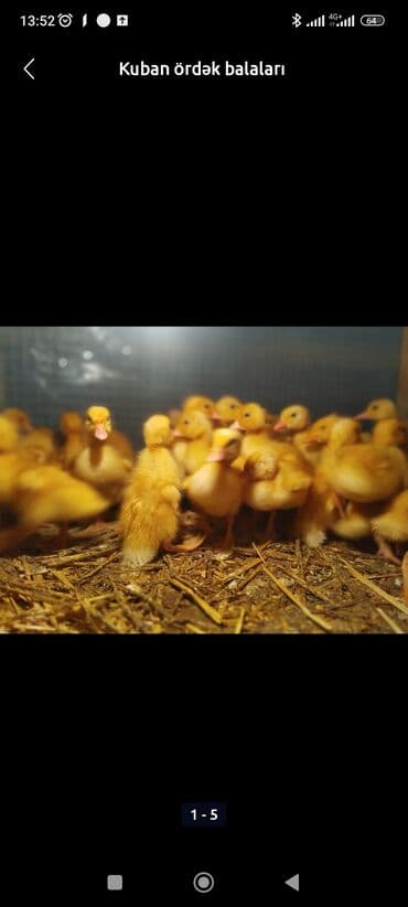 cuce qefesi: Ördək cücələri, Ətlik, Ünvandan götürmə, Pulsuz çatdırılma, Ödənişli çatdırılma — 3