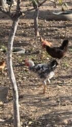 Коровы, быки: Sağlam beçələr satılır — 2