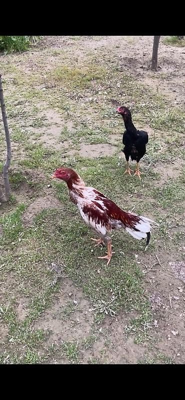 Toyuq cücələri, Damazlıq, Ünvandan götürmə, Ödənişli çatdırılma