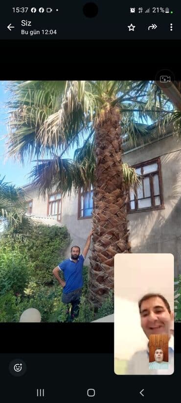 sultan daragi gülü: Palma wasinqton 20 ədəd — 3