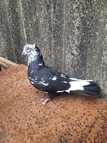 pişik satışı ucuz: Qızqın Erkəy Çil Kəkli 20 Manat — 4