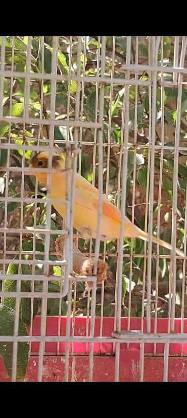 хары бюльбюль купить: Erkək quşlar satılır — 4