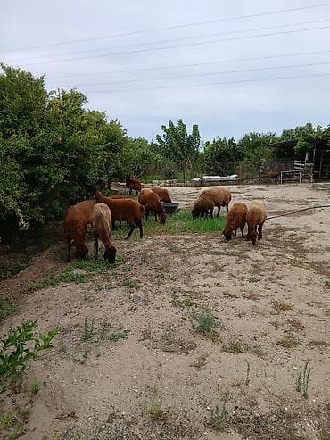 en ucuz uce: Salam öz heyvanlarımdı yaxşı saxlanmalı heyvanlardı damazdığdı ümumi — 9
