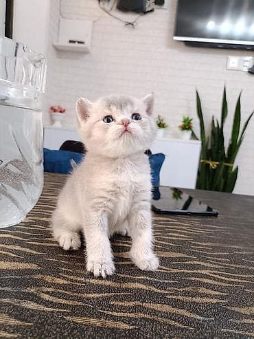 pişik qiymetleri: Britan, Erkək — 1