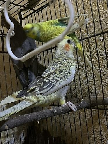 ev heyvanı satışı: Salam. Birinci şəkildəkilər cütdülər ağ rənglə yaşıl sarılı olan onlar — 9
