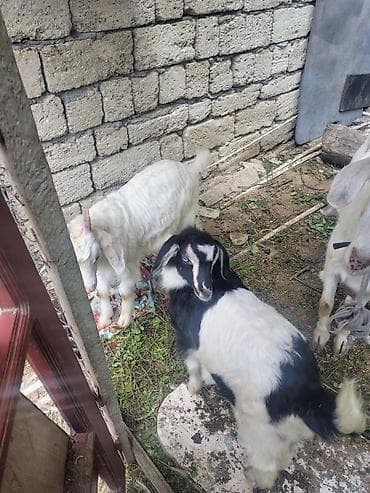 Məhsul: Keçilər (ana keçi və balaları) səna keçiləri 1 litir yarım süd