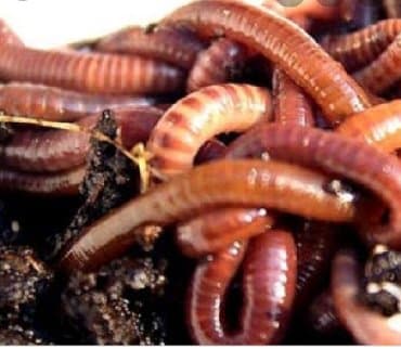 бинокль купить в баку: Ovçuluq və balıqçılıq — 1