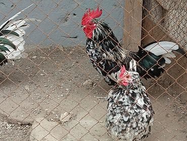 dəvəquşu haqqında məlumat: Toyuq, Damazlıq — 2