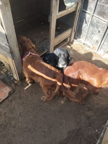 pitbul itleri: İrland Setter cinsi itlər koker spangel erkək bir yaş barterdə var — 6