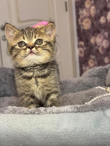 benqal pisiyi: Şotland, Erkək, Dişi, Yaxşı əllərə, Pulsuz çatdırılma, Ödənişli çatdırılma — 9