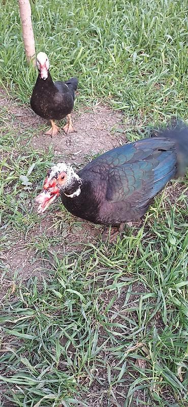 kuban ördək: 8 aylıq Lal ördekler .bir fere bir xoruz çütü 65 manat .xoruz aktiv — 3