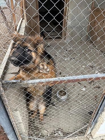 it baytari: Alman çoban iti — 2