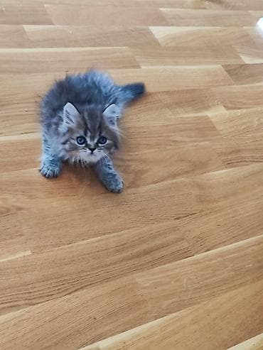 Tabbi