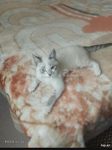 sotlant pisiyi: Şotland, Yaxşı əllərə — 2