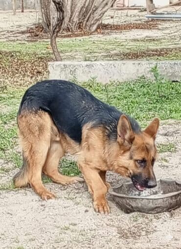 Gəmiricilər: Alman çoban iti, 8 ay, Dişi, Peyvəndli, Ünvandan götürmə — 4